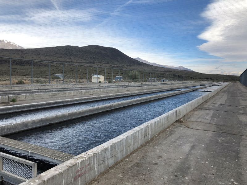 Fish Springs Hatchery raceway.